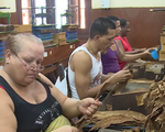 Cận cảnh quy trình sản xuất xì gà Cuba trứ danh thế giới
