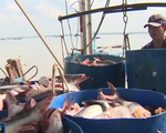 Giá cá tra tăng kỷ lục, lên mức 33.000 đồng/kg