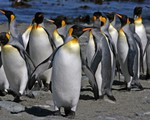 Tình yêu của chim cánh cụt qua những thước phim nhanh