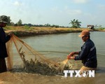 Giải pháp giảm giá tôm nguyên liệu ở Đồng bằng sông Cửu Long
