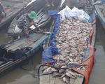 Làng bè La Ngà: Cá chết trắng mặt sông, người nuôi ngậm ngùi bán rẻ làm phân bón