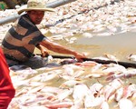 Cá chết hàng loạt tại Đồng Nai có thể do biến đổi bất lợi về môi trường