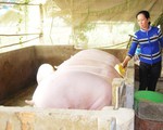 Giá lợn hơi tại ĐBSCL tăng gấp 2 lần so với cùng kỳ