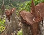 Vụ phá rừng ở Bắc Kạn: Bài học trong công tác quản lý, bảo vệ rừng