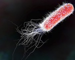 Dịch nhiễm khuẩn E.coli lây lan nhanh toàn nước Mỹ