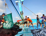 Khánh Hòa nỗ lực chống khai thác thủy sản bất hợp pháp