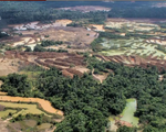 Từ 2001-2016, rừng Amazon tại Peru bị tàn phá với tốc độ nhanh