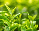 Hợp chất trà xanh có thể bảo vệ sức khỏe tim mạch