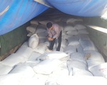 Phát hiện nhiều cơ sở sản xuất lúa giống kém chất lượng tại Cần Thơ