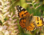 Loài bướm di cư 12.000 km mỗi năm