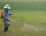 Mùa phun thuốc diệt cỏ: Mùa của những hiểm họa