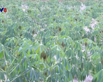 Bình Định ngăn chặn trồng cây lâm nghiệp trên đất nông nghiệp