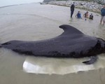 Cá voi hoa tiêu dạt lên bờ biển Thái Lan chết vì nuốt phải nhiều túi nilon