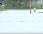 Hàng nghìn héc-ta lúa Hè Thu tại miền Trung bị ngập nước do mưa lớn