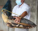 Trừng phạt nghiêm khắc đối tượng mua bán, tàng trữ số lượng lớn xác rùa biển nguy cấp, quý hiếm