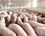 Nhiều đề xuất ổn định cung cầu thịt lợn trong vùng dịch tả lợn châu Phi