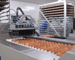 Trung Quốc: Ngành công nghiệp trứng gà đẩy mạnh đầu tư công nghệ cao
