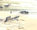 Quảng Nam: Cù Lao Chàm thả 115 rùa con ấp nở ra biển