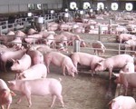 Giá lợn hơi tăng bất thường, người chăn nuôi lo ngại