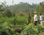 Đắk Nông phát hiện rẫy trồng hơn 1.000 cây cần sa