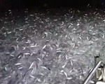 Hiện tượng lạ: Hàng vạn con cá tự nhảy lên thuyền của ngư dân