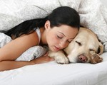 Ngủ với thú cưng có nguy cơ lây nhiễm bệnh gì?