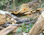 Phát hiện vụ phá rừng tự nhiên đầu nguồn quy mô lớn tại Bình Định