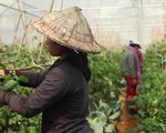 Trồng rau hữu cơ giúp người dân Lào thoát nghèo