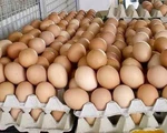 Ứng dụng công nghệ cao sản xuất trứng sạch để xuất khẩu
