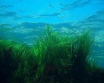 Cỏ biển giúp chống lại sự axit hóa đại dương