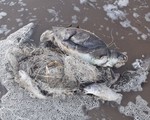 Dư luận phẫn nộ với clip rùa biển bị sát hại