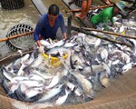 Năm nay xuất khẩu cá tra đột phá, có thể đạt mức trên 2 tỷ USD