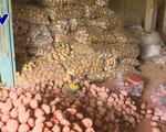 123 tấn khoai tây Trung Quốc tại Chợ nông sản: Đà Lạt gia hạn đến cuối tháng 9 chuyển khỏi chợ