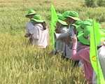 Ninh Thuận khảo nghiệm thành công giống lúa chịu hạn