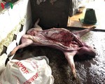 Đồng Nai: Bắt quả tang lò mổ lợn chết, bốc mùi