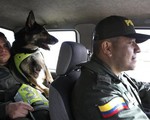 Colombia: Băng đảng ma túy treo thưởng để truy giết chó nghiệp vụ