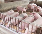 Chủ động ngăn chặn bệnh dịch tả lợn châu Phi