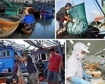 Nỗ lực tháo gỡ “thẻ vàng” của EC cho thủy sản Việt Nam: Cần cấp bách, quyết liệt và đồng bộ