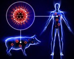 Romania ghi nhận hàng trăm ca mắc dịch cúm lợn châu Phi