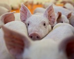 Dịch tả lợn bùng phát mạnh, Nhật Bản ngừng xuất khẩu thịt lợn