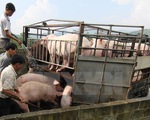 Kiểm soát nhập khẩu đề phòng dịch tả lợn châu Phi