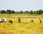 Đồng Tháp tổ chức cho người dân gặt lúa chạy lũ