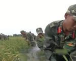 Bộ đội Kiên Giang nỗ lực giúp dân cứu lúa chạy lũ