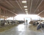 Khủng hoảng ngành chăn nuôi bò sữa tại Mỹ