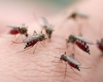 Công nghệ chỉnh sửa gen giúp ngăn chặn muỗi sốt rét sinh sản