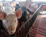 Trung Quốc: Dịch tả lợn đe dọa ngành chăn nuôi