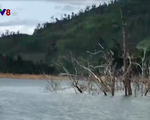 Quảng Nam: Lộ diện những cánh rừng chết dưới lòng hồ thủy điện