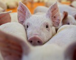 FAO họp khẩn cấp tại Bangkok bàn cách đối phó dịch cúm lợn châu Phi