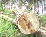 UBND tỉnh Lâm Đồng kiểm tra vụ phá rừng thông tại huyện Lâm Hà