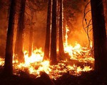 Lại bùng phát cháy rừng tại bang California, Mỹ